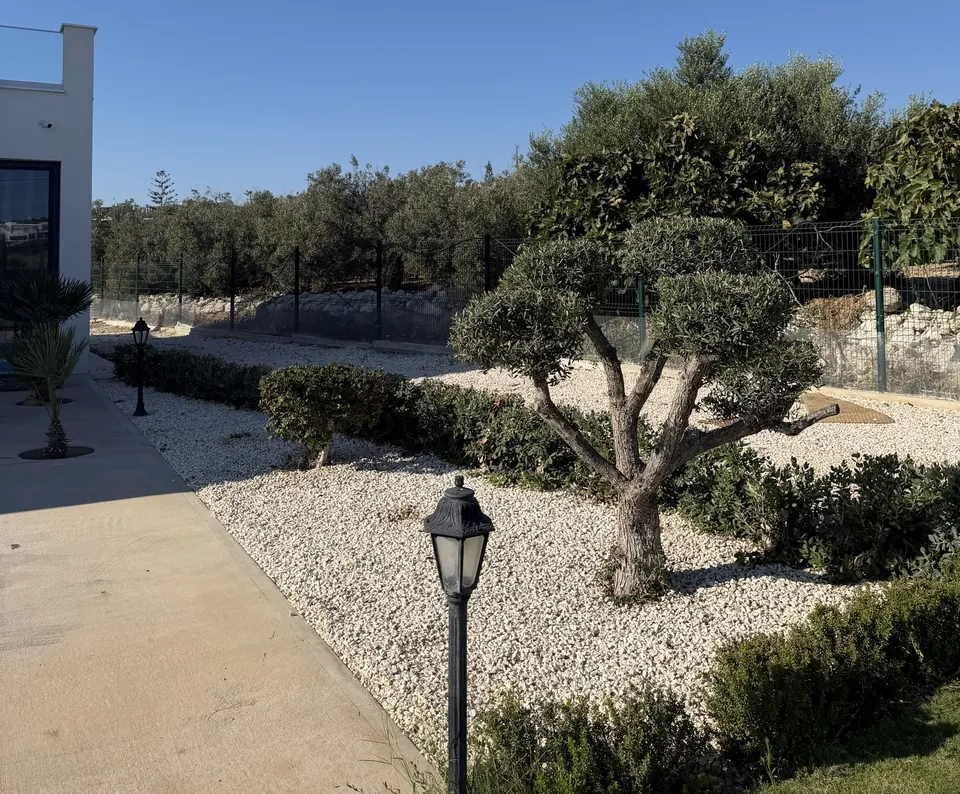 Διακοσμητική ελιά σε παρτέρι με λευκό τσακκίλι