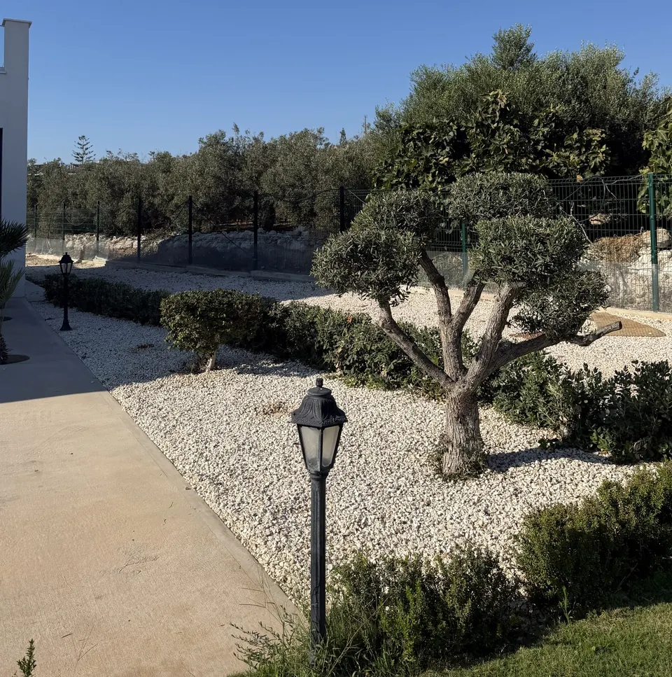 Κήπος με λευκό τσακκίλι και διακοσμητική ελιά από την Green Plot